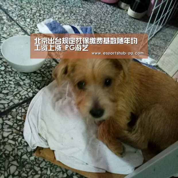 北京出台规定社保缴费基数随年均工资上涨_PG游艺(图1) PG下载